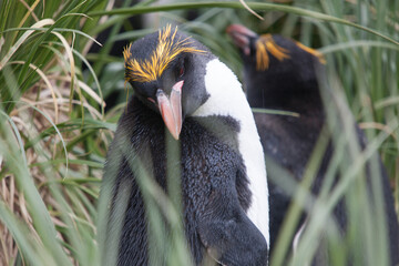 Naklejka premium South Georgia Penguin Makaroni close-up in a cloud winter day