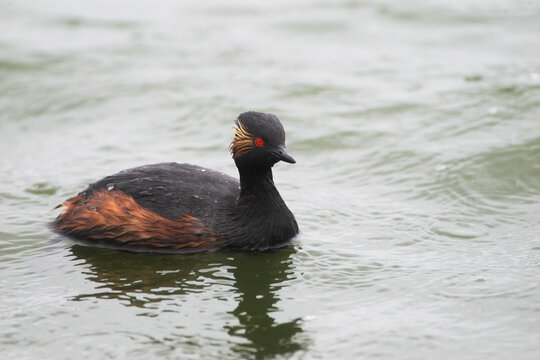 A black-necked Grebe in a Lake, Germany, Europe