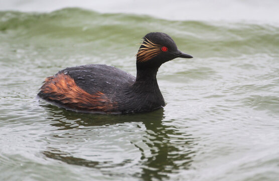 A black-necked Grebe in a Lake, Germany, Europe