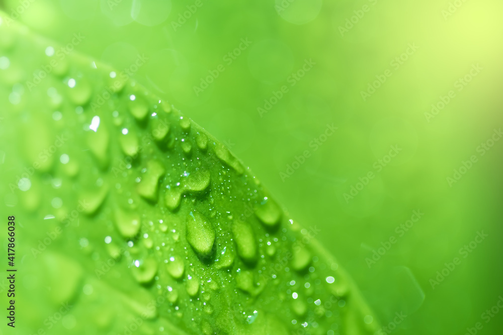 Poster leaves close up nature view of green leaf on blurred greenery background in garden use as background