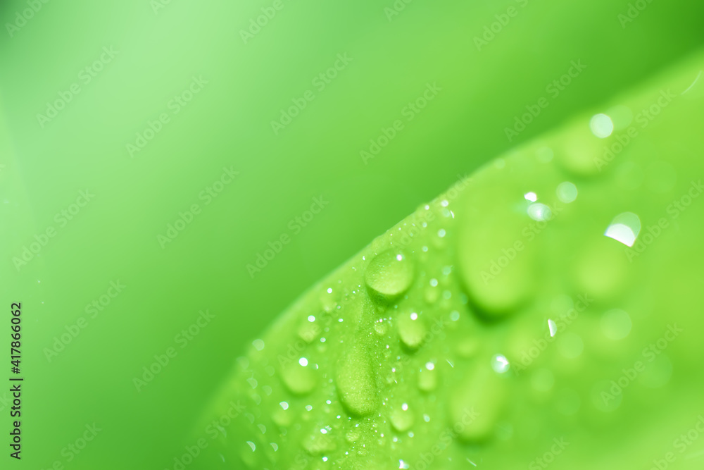Poster leaves close up nature view of green leaf on blurred greenery background in garden use as background