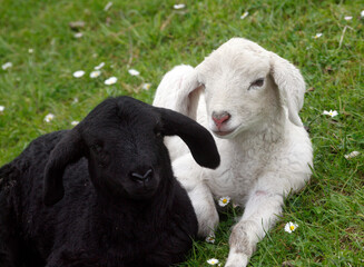 Naklejka premium A black an a white sheep lying on the dike
