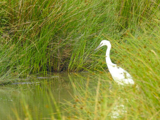 Fototapeta premium A white heron stands in shallow water next to tall grass