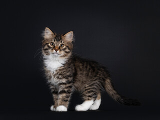 Fototapeta na wymiar Adorable black tabby with white Siberian cat kitten, standing side ways. Looking straight to camera. Isolated on black background.