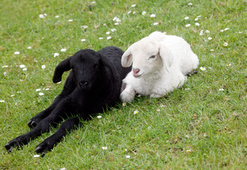 A black an a white sheep lying on the dike