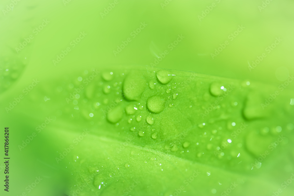 Poster leaves close up nature view of green leaf on blurred greenery background in garden use as background