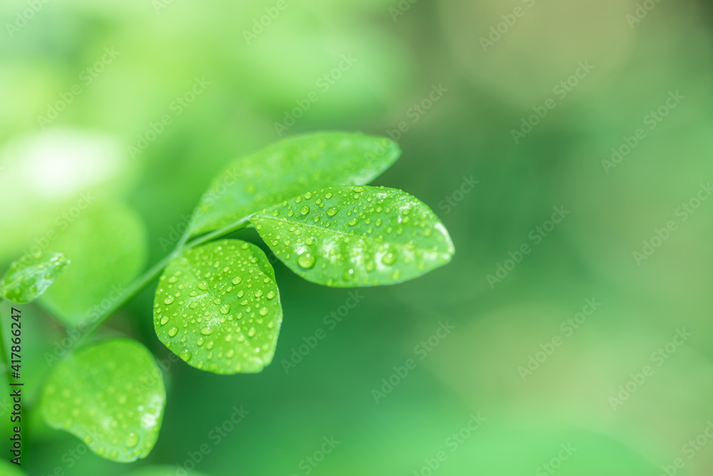 Poster leaves close up nature view of green leaf on blurred greenery background in garden use as background