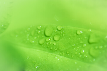 Leaves close up nature view of green leaf on blurred greenery background in garden Use as background image for pasting text or characters