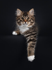Fototapeta na wymiar Adorable black tabby with white Siberian cat kitten, laying down facing front with paws hanging relaxed down from edge. Looking straight to camera. Isolated on black background.