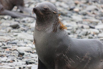 Southern Georgia Sea Lion Close-up in Cloud Winter Day