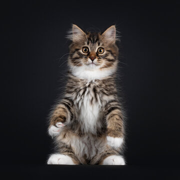 Adorable black tabby with white Siberian cat kitten, sitting up like meerkat or teddy bear on hind paws. Looking straight to camera. Isolated on black background.