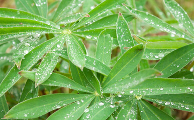 rain drops on a leaf