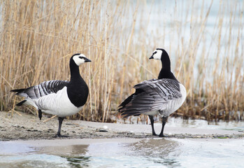 A Barnacle Goose (Branta leucopsis) at Nordsrand Peninsula, Germany Europe