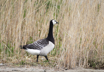 A Barnacle Goose (Branta leucopsis) at Nordsrand Peninsula, Germany Europe