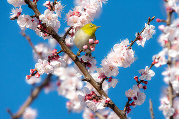 あんずの花とメジロ