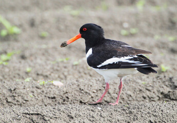 An Oystercatcher (Haematopus ostralegus) searching for Food, Peninsula Nordstrand, Germany, Europe
