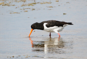 An Oystercatcher (Haematopus ostralegus) searching for Food, Peninsula Nordstrand, Germany, Europe