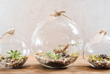 mini succulent garden in glass terrarium