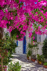 Fototapeta na wymiar Traditional alley with whitewashed houses and a full blooming bougainvillea in Prodromos Paros island