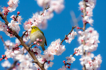 あんずの花とメジロ