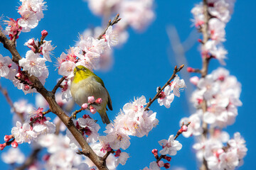 あんずの花とメジロ