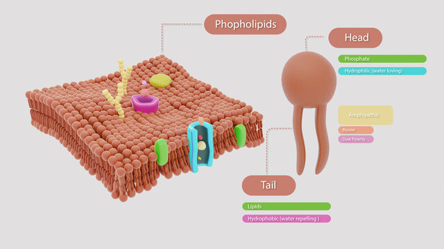 Phospholipids
3D illustration of phospholipids present in plasma membrane