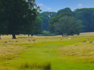 Fototapeta na wymiar Large grassy area with animals and trees