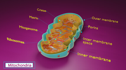 Mitochondria
A concept 3d art of organelle mitochondria. - obrazy, fototapety, plakaty