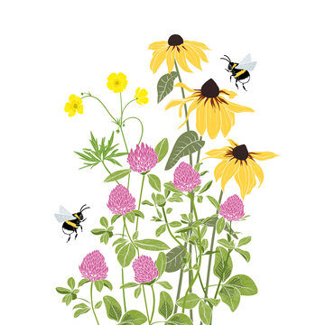. Wild grasses (black-eyed susan, red clover, buttercups.) and bumblebees. Hand drawn color vector illustration. Floral background..