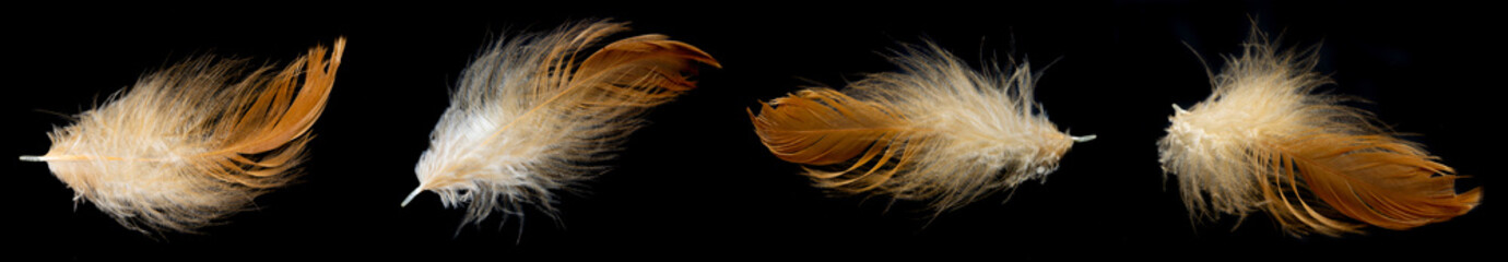 brown feathers of a hen on a black background
