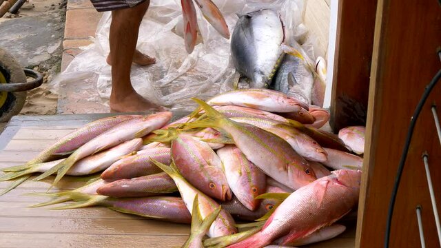 Fisherman sorting fishes after fishing. 