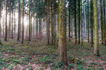 Obraz premium Mischwald im Frühjahr