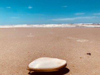 Obraz premium shell on the beach