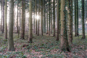 Fototapeta premium Mischwald im Frühjahr