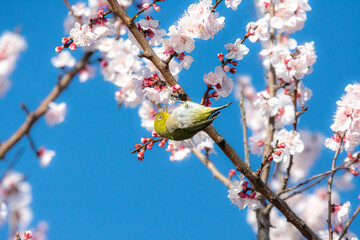 あんずの花とメジロ