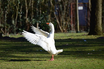 Obraz premium A white goose standing on the lawn spreads her plumage