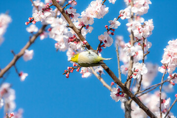 あんずの花とメジロ