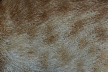 cat texture