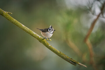 Crested Tit (Lophophanes cristatus) sitting on beautiful spruce branch