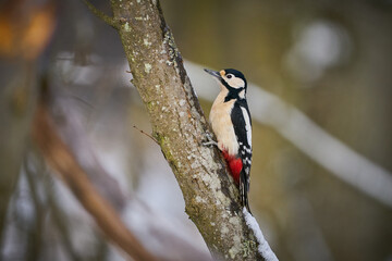 Naklejka premium Great spotted Woodpecker (Dendrocopos major) perched on branch.