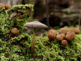 Mushrooms in the forest under my feet