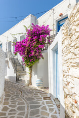 Fototapeta na wymiar Traditional Cycladitic alley with a narrow street, whitewashed houses and a blooming bougainvillea in Parikia, Paros island, Greece. 