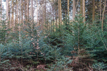 Mischwald im Frühjahr