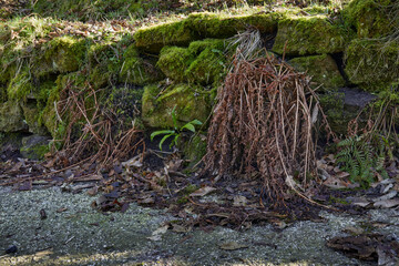 Before trimming, last year's fern growth droops on the moss covered dry stone wall