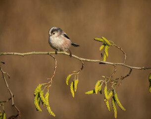 Long tailed tit, Aegithalos caudatus, perched on branch of hazel catkins