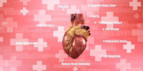 3d illustration  Anatomy of Human Heart 
