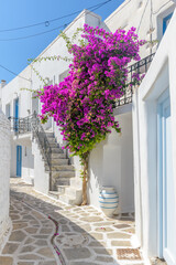 Traditional Cycladitic alley with a narrow street, whitewashed houses and a blooming bougainvillea in Parikia, Paros island, Greece.	
