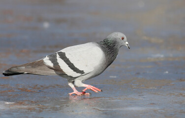 pigeon