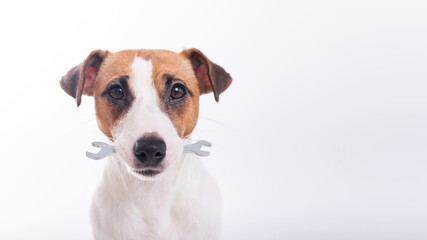 Jack russell terrier dog holds a wrench in his mouth on a white background. Copy space