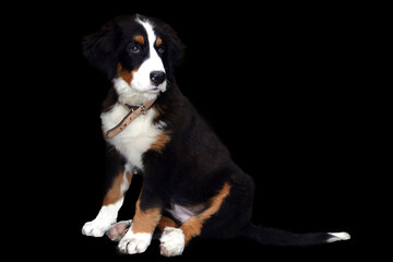Bernese mountain puppy portrait
